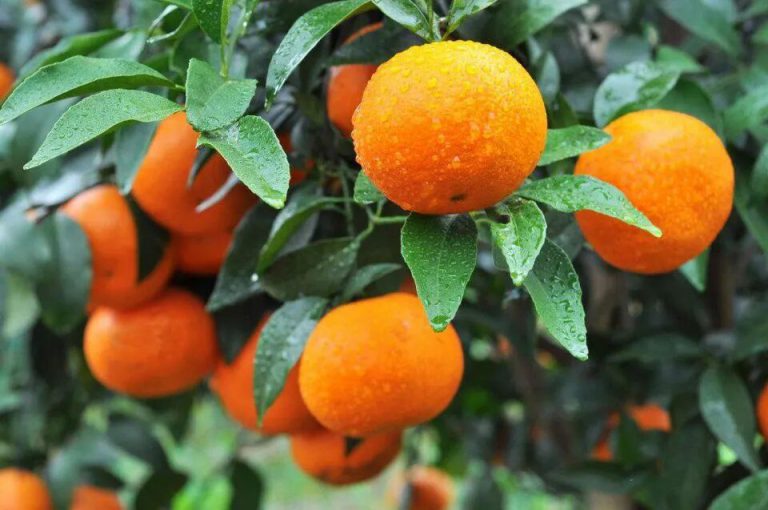 Citrus Nitrogen and Phosphorus Detection with Hyperspectral Imaging industries preview