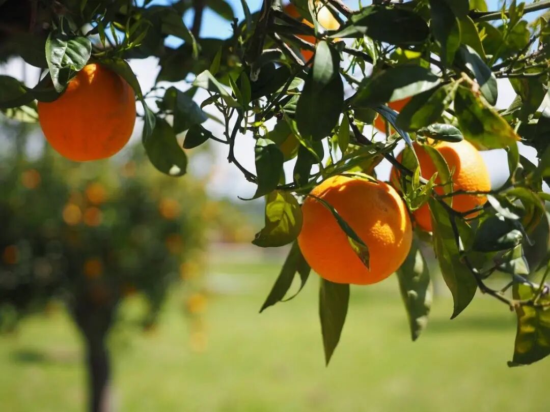 Ripe citrus fruit in an orchard for precision nutrient management