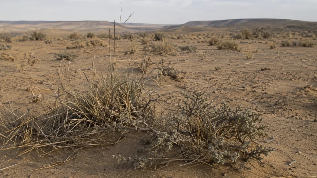 Degraded desert grassland representing UAV hyperspectral plant diversity research