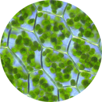 Leaf nitrogen and chlorophyll measurement with a field spectroradiometer