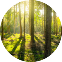 Forestry and environmental monitoring with field spectroscopy