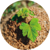 VNIR/SWIR field spectroradiometer application in biomass research