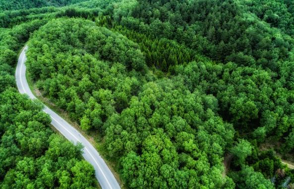 Forest canopy monitoring with solar-induced chlorophyll fluorescence